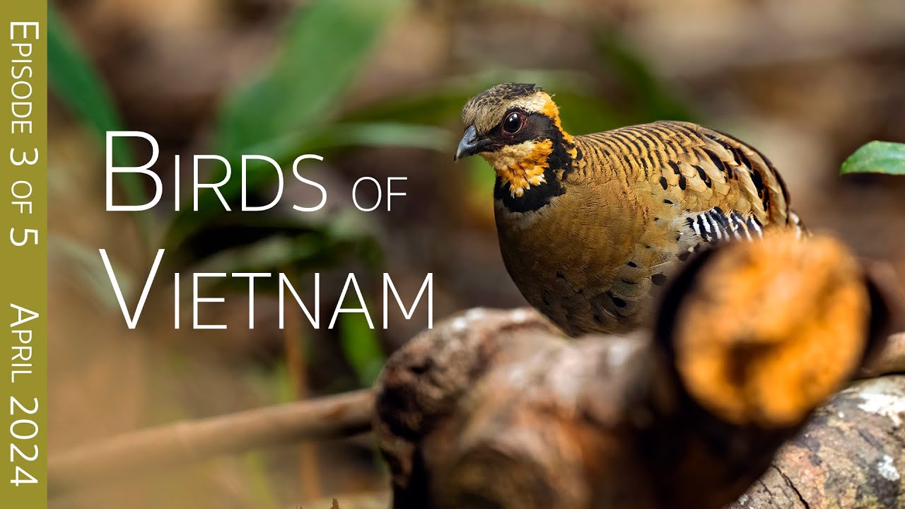 Southern Vietnam Birding Adventure:  Deo Nui San pass | EPISODE 3 of 5