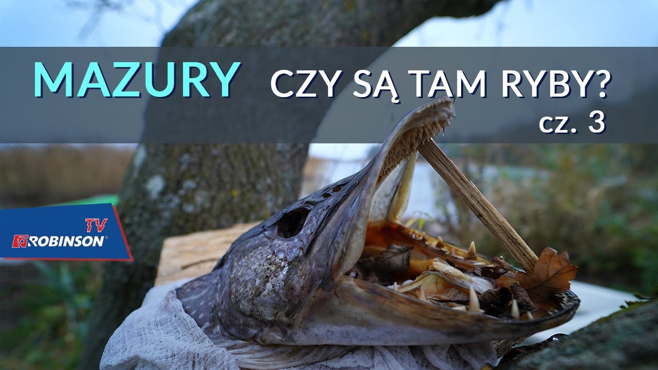 Czy na Mazurach są ryby? (gospodarstwa rybackie, kłusownicy, kormorany)! ROBINSONVLOG#18