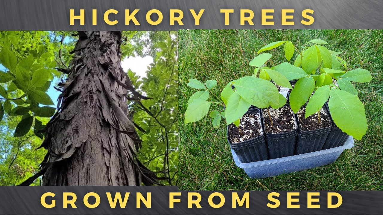 How To Grow Shagbark Hickory Trees From Seed