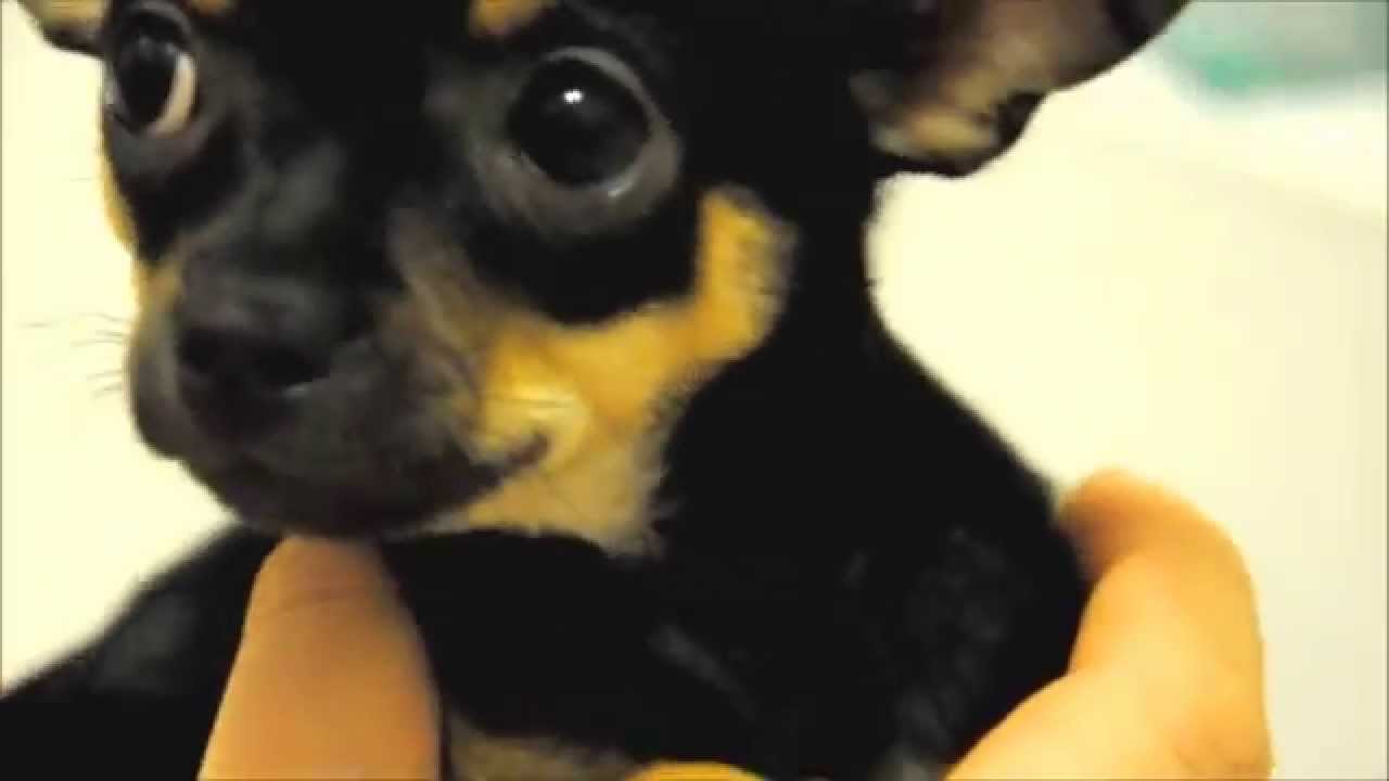 Chihuahua Puppies First Bath. 8 Weeks Old.