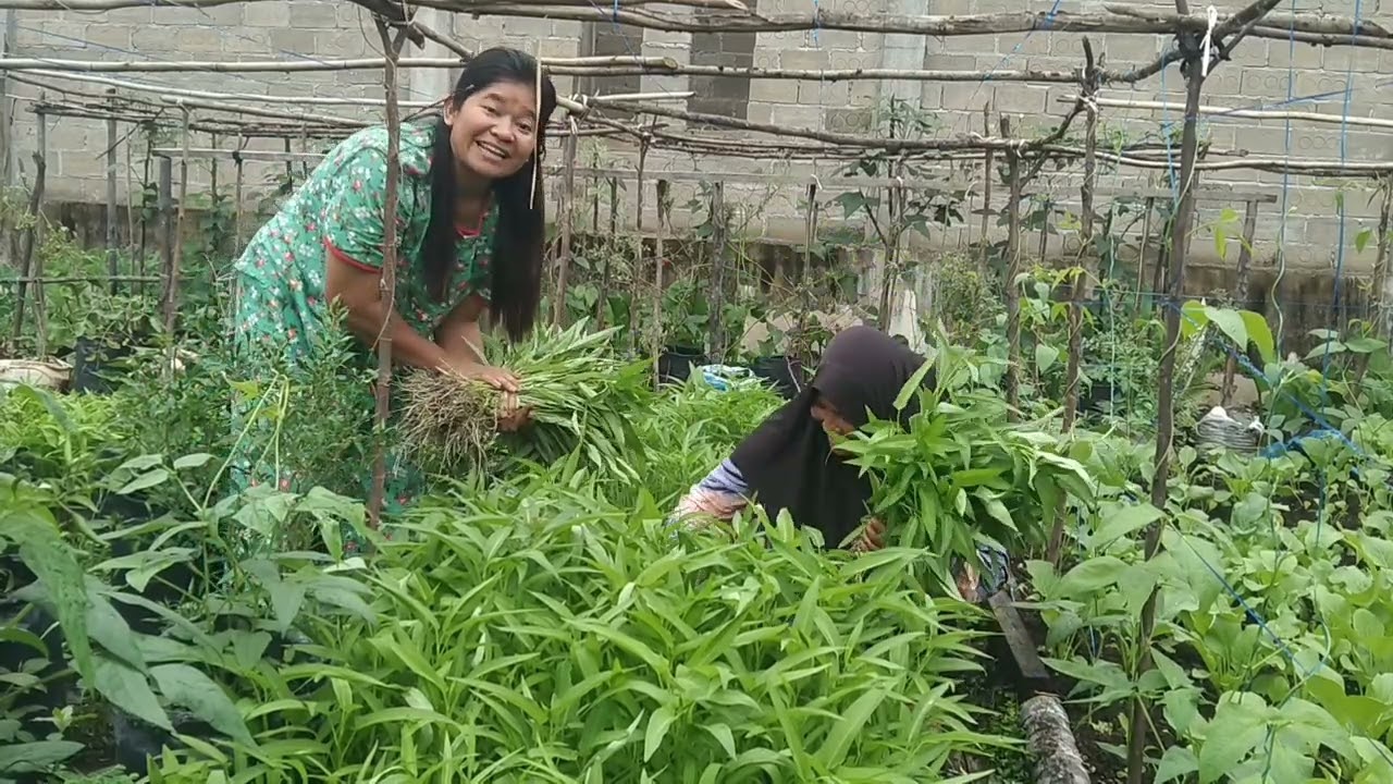 Serbu kebun sayur sobatku||luar biasa puluhan sayur gunung tinggal petik disini