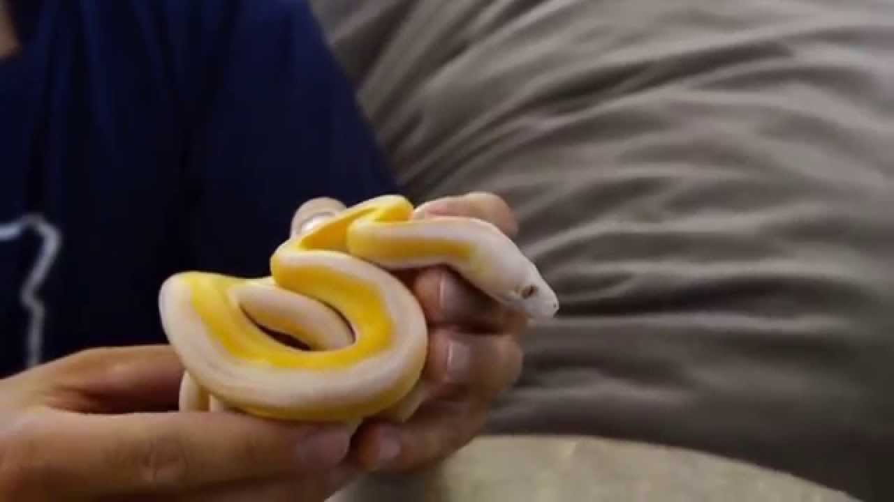 Lav Motley Tiger Citron Reticulated Python Unboxing