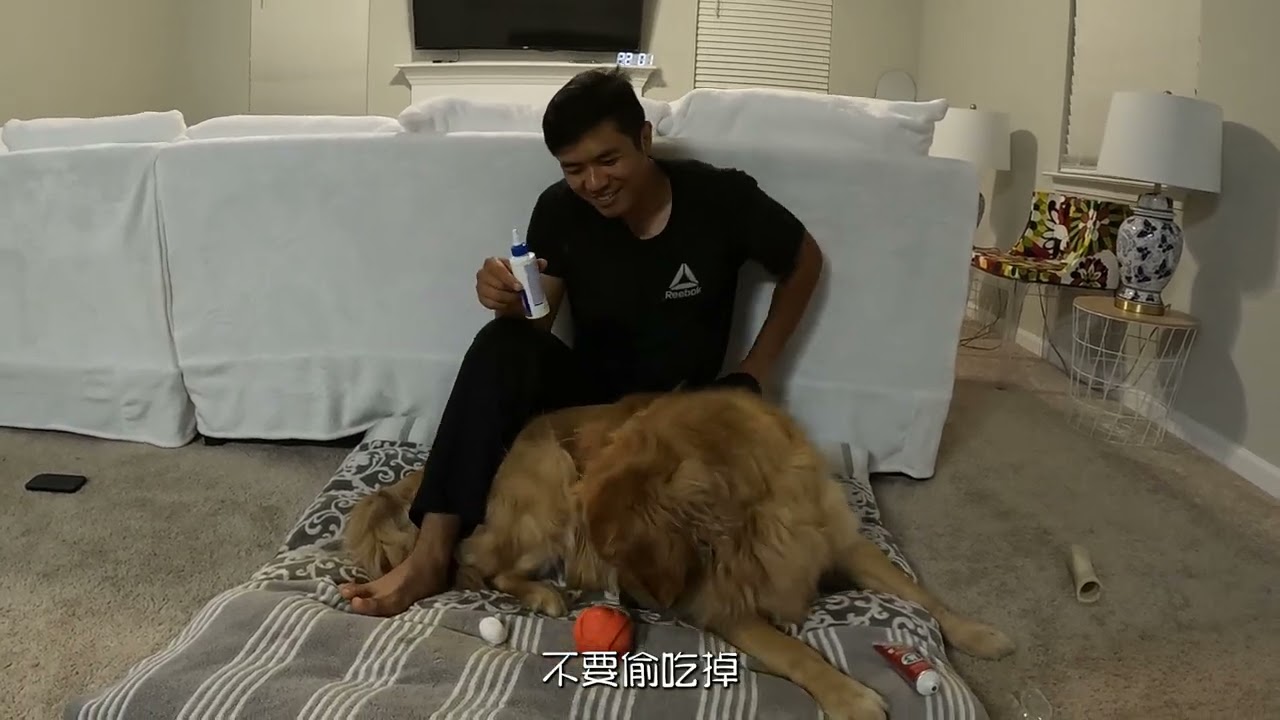 大金毛cody刷牙，洗耳朵，服从性训练