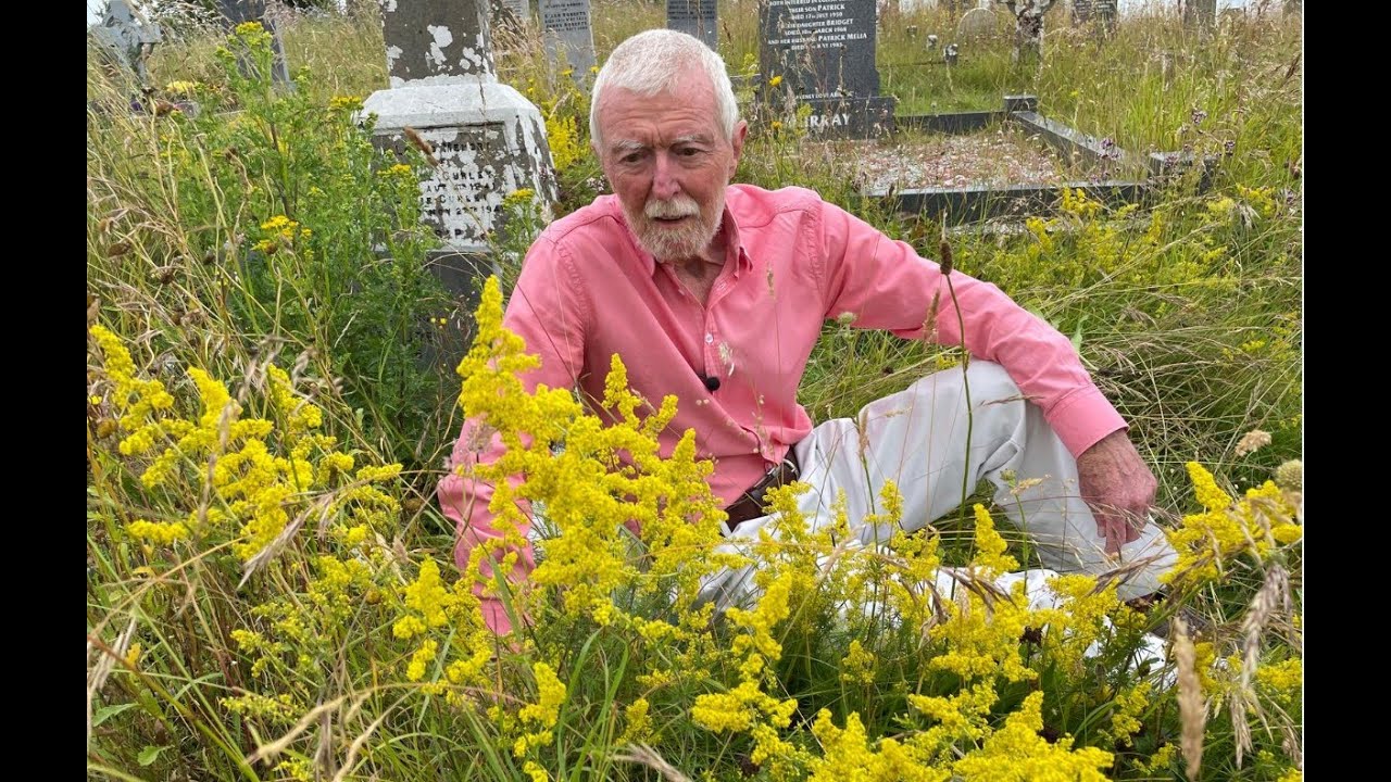 Lady's bedstraw with John Feehan, Wildflowers of Offaly series