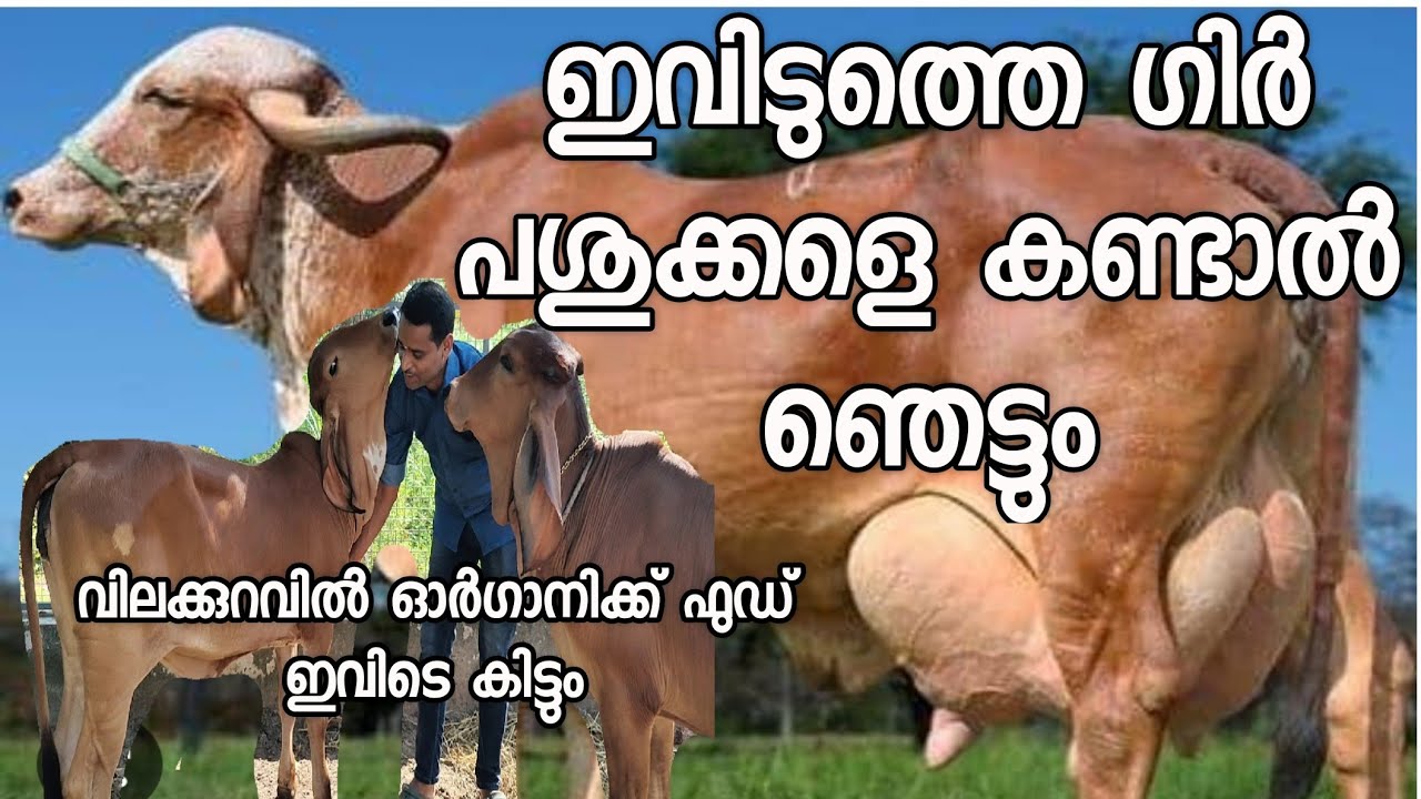 ഭീമൻ ഗിർ പശുക്കൾ ആണ് ഈ ഗോശാലയിൽ cow farming malayalam