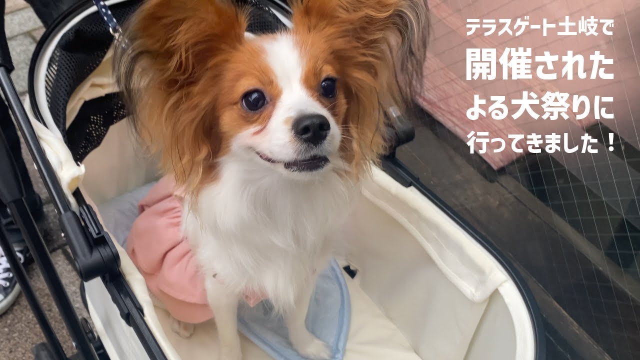 テラスゲート土岐で開催されたよる犬祭りに行ってきました！
