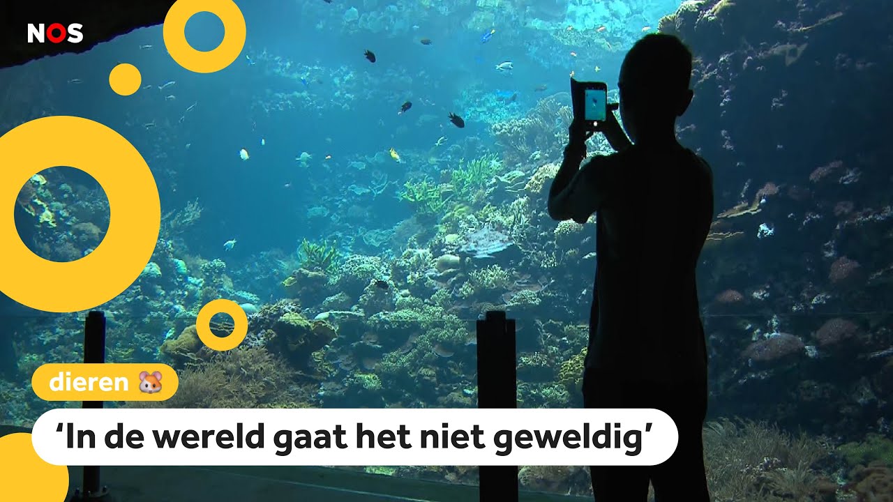 Nederlandse dierentuin kweekt tropisch koraal