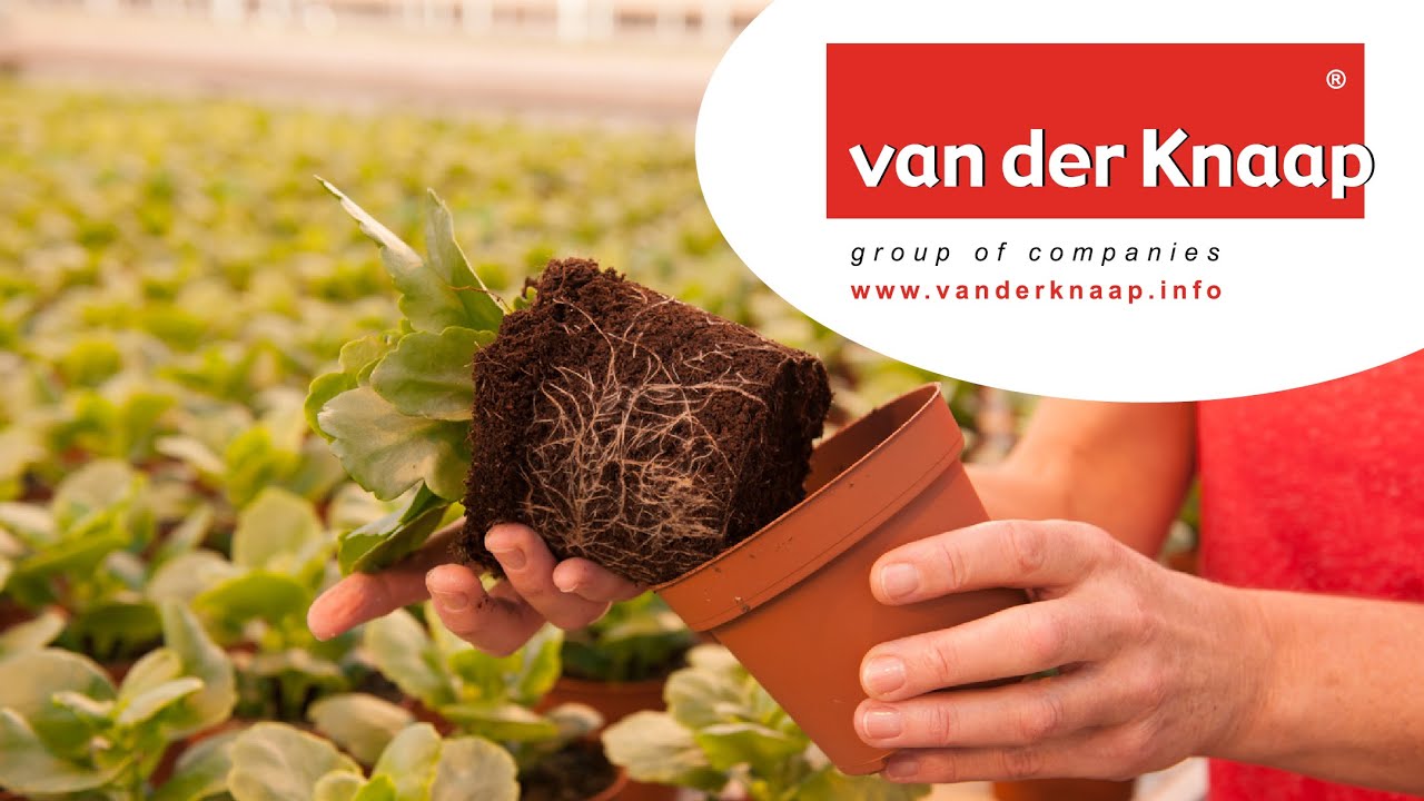 Company Movie Van der Knaap Group