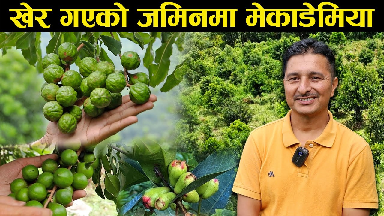 खेर गएको जमिनमा मेकाडेमिया नटको खेती - Cultivation of Macadamia nuts on barren land