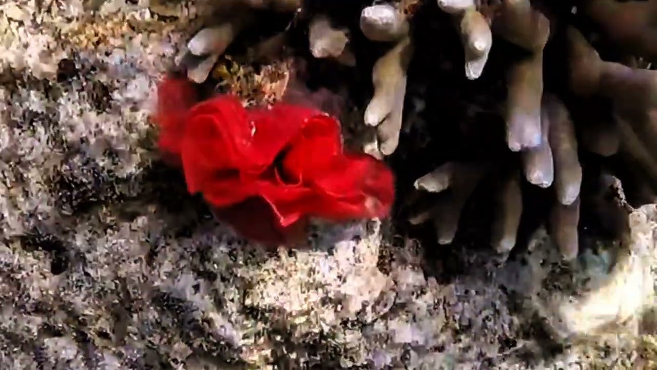 💃🐚