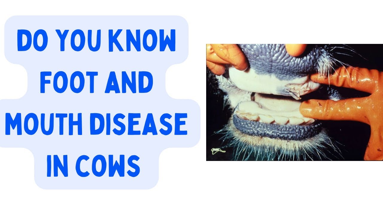 Foot and Mouth Disease (FMD): History, Global Impact, and Major Outbreaks