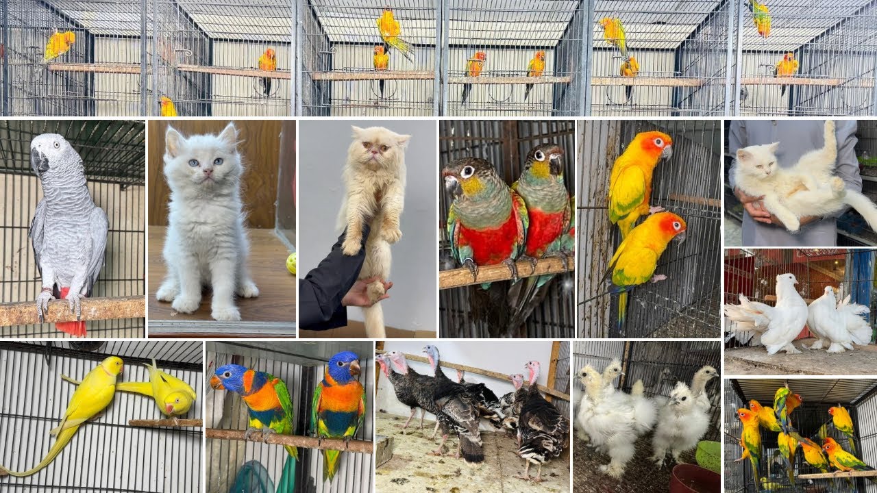 Multan Birds Market Rashadabad Madni Birds Shop | 12 October 2025 | Pakistan Birds Market