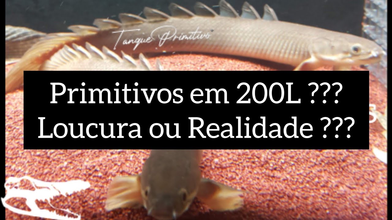 Primeiros passos (iniciando) no AQUARISMO PRIMITIVO!
