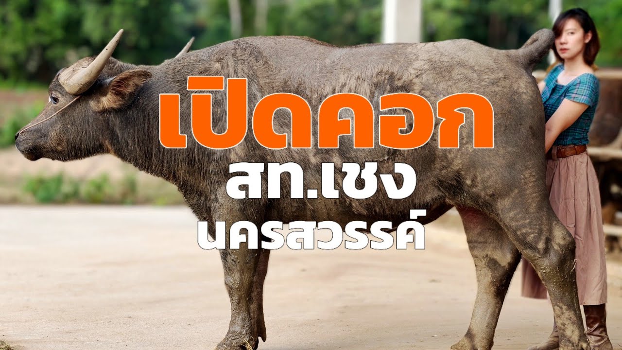 3 ปี เลี้ยงควายสไตล์ สท เชง นครสวรรค์