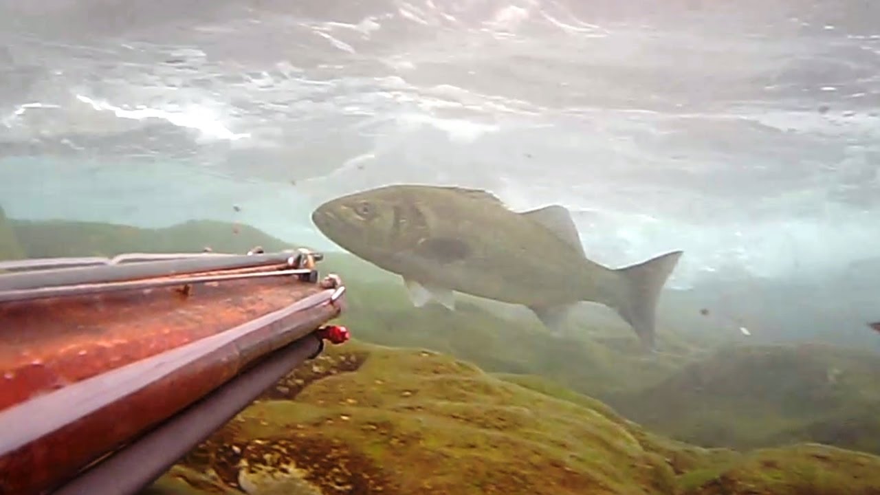 LOUPS!! Chasse sous marine a la reine d'hiver a l'agachon -  meilleure compilation de pêche à la bar