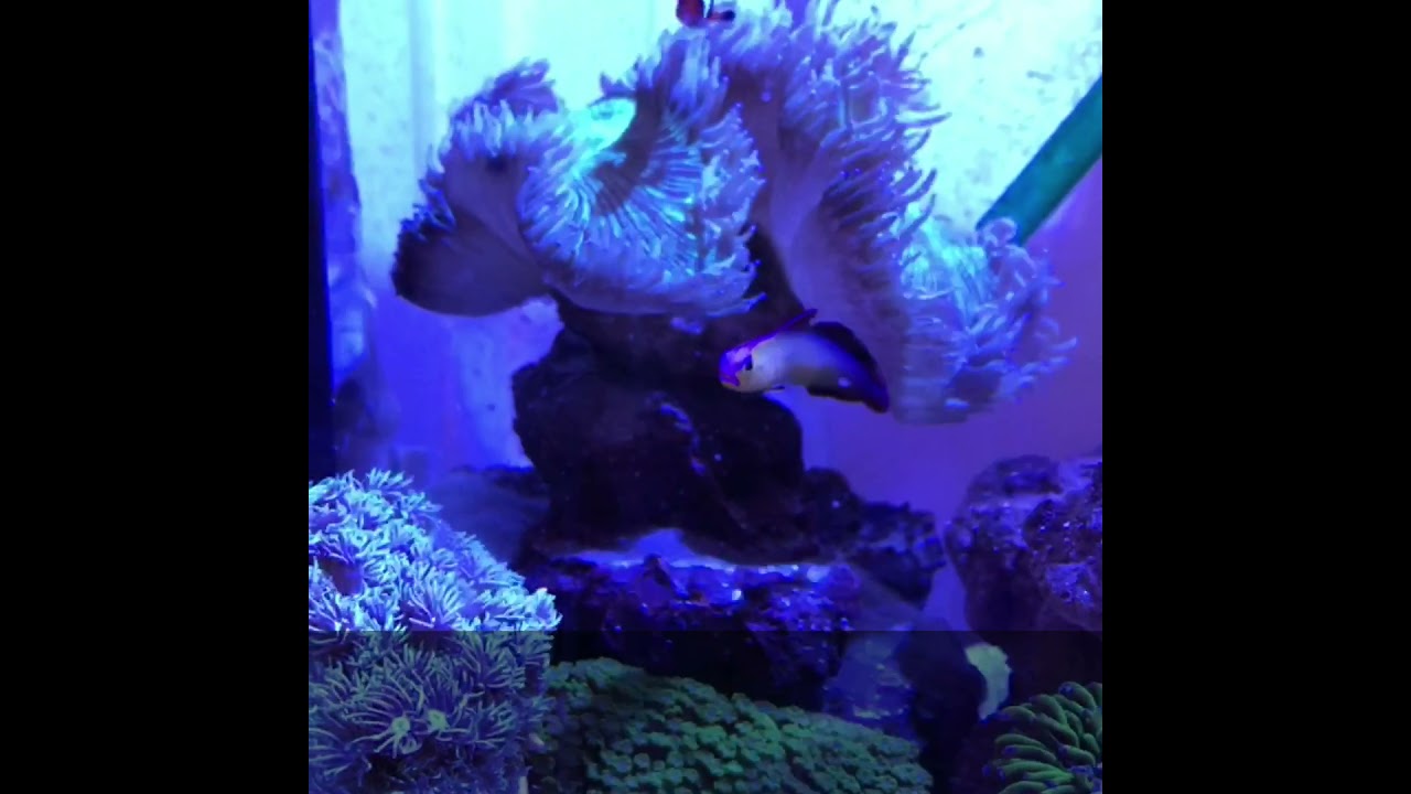 Fire fish care guide! All about firefish!