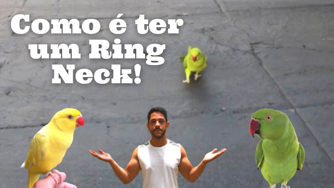 Como é ter um Ring Neck em casa!
