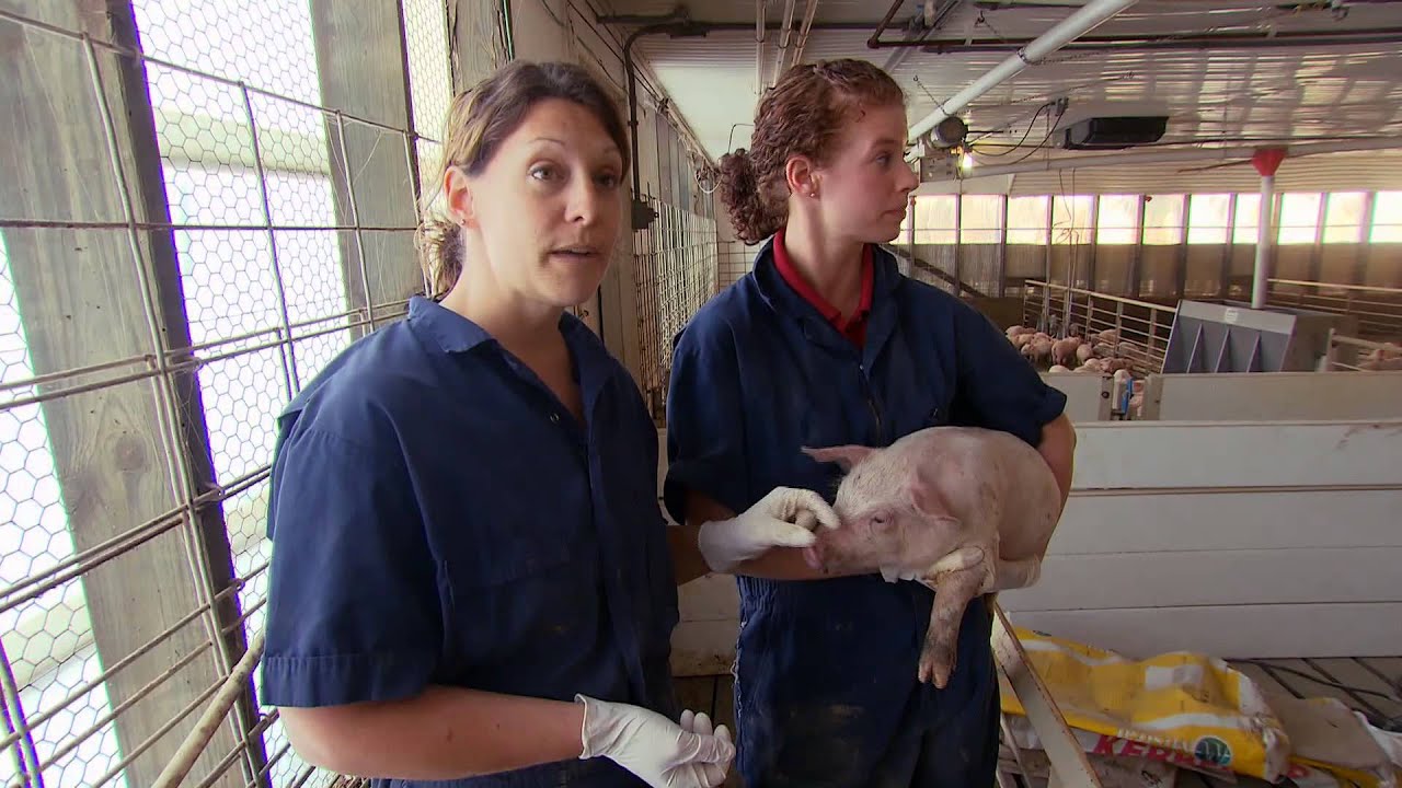 VetsOnCall - Dr. Donovan shows pig care 