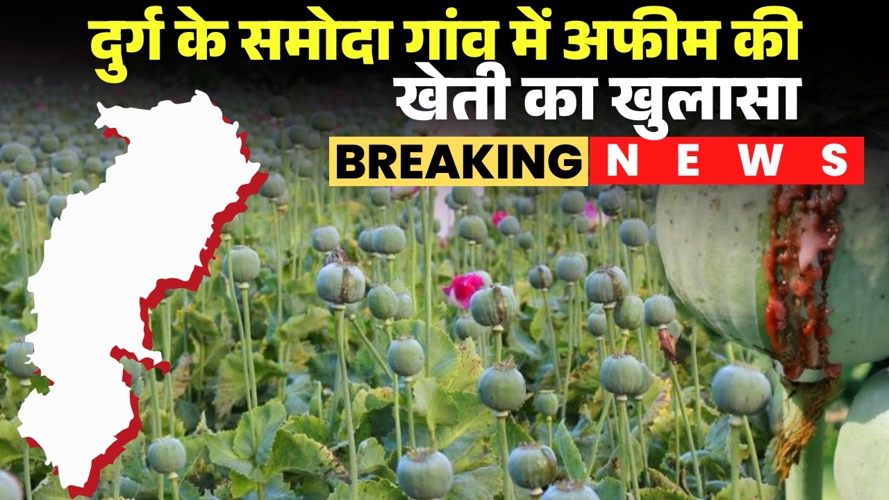Durg Crime News: समोदा गांव में खेत में अफीम की खेती का खुलासा। खेत मालिक की तलाश में पुलिस