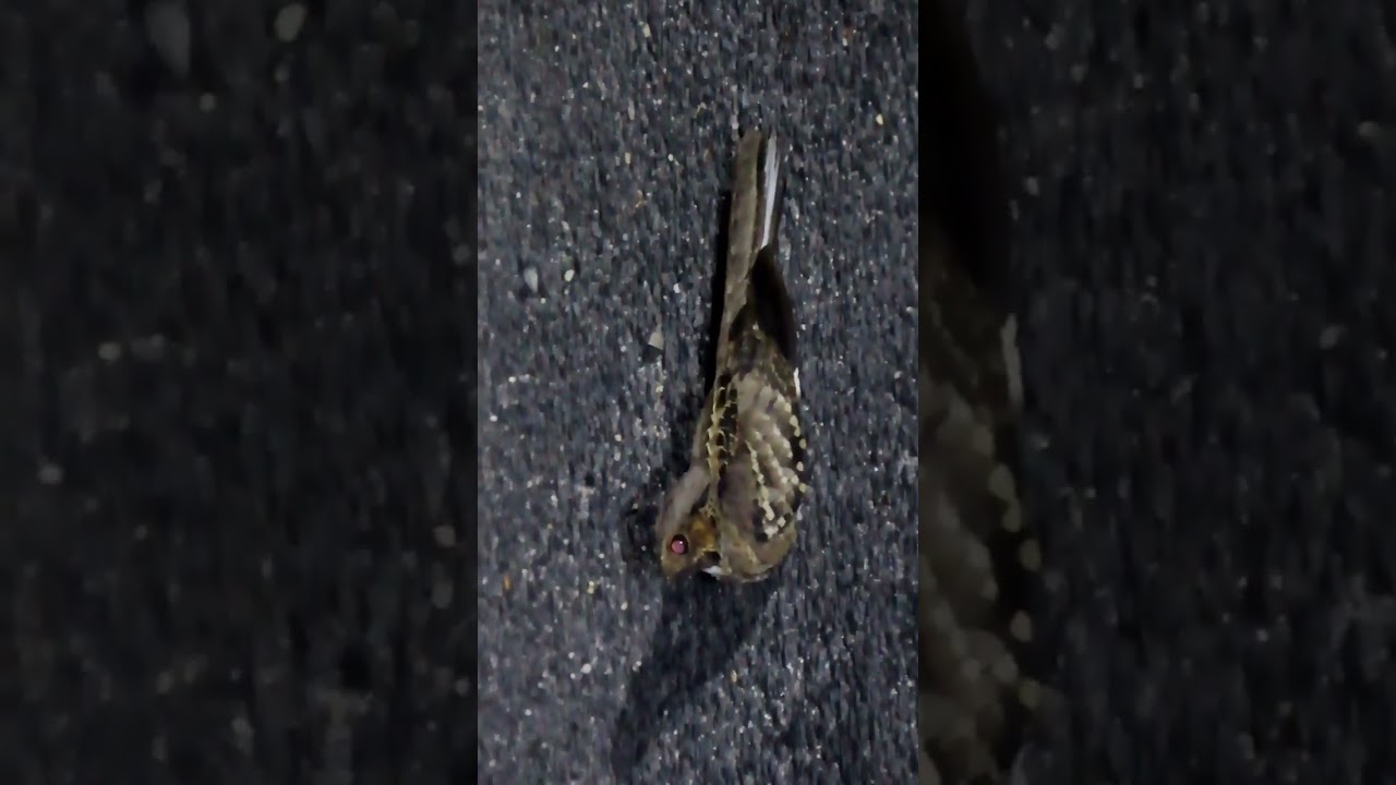 Common Pauraque (Nyctidromus albicollis)