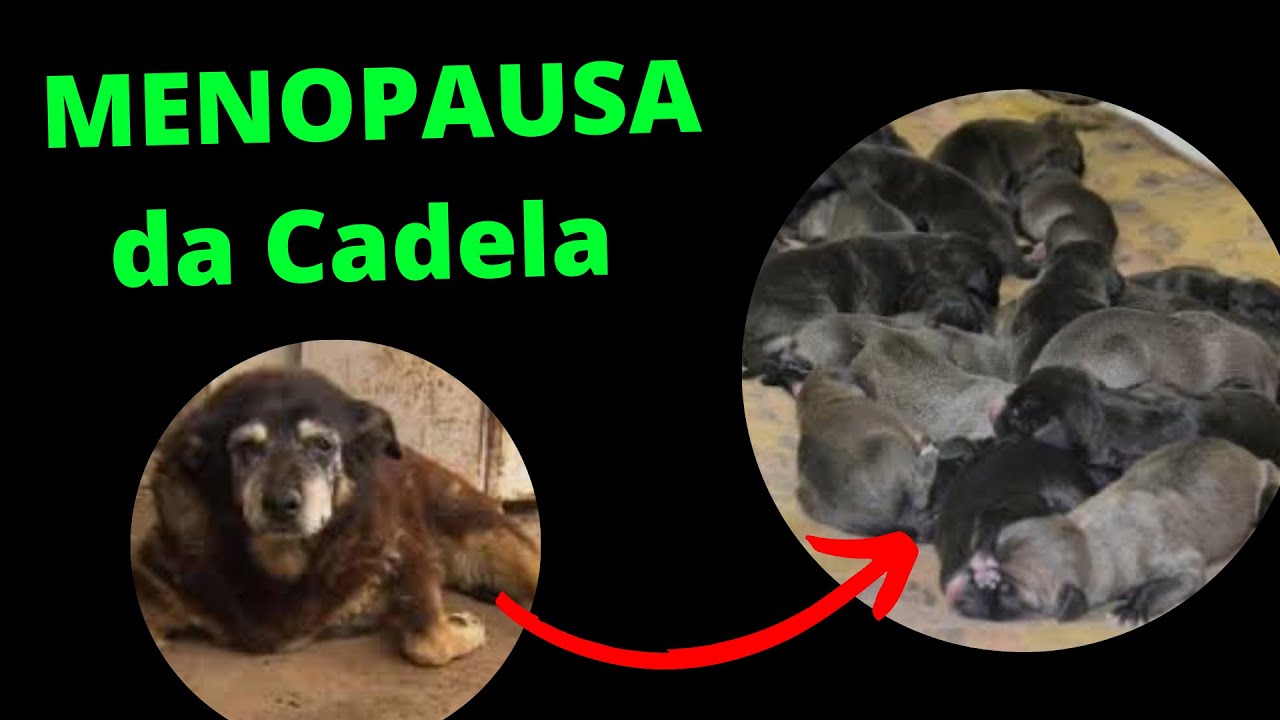 COM QUANTOS ANOS A CADELA PARA DE ENTRAR NO CIO