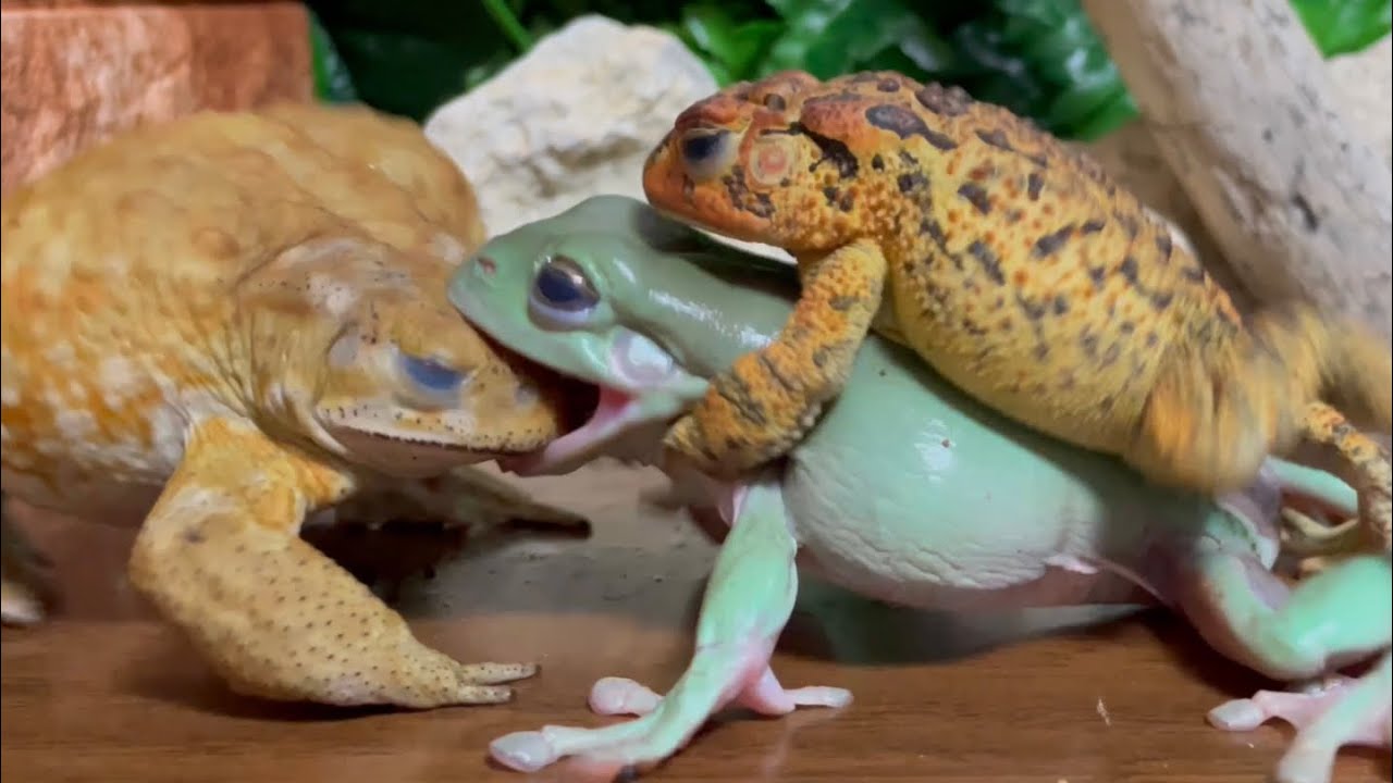 Thou shouldst eat to live; not live to eat. frog & toad & toad！