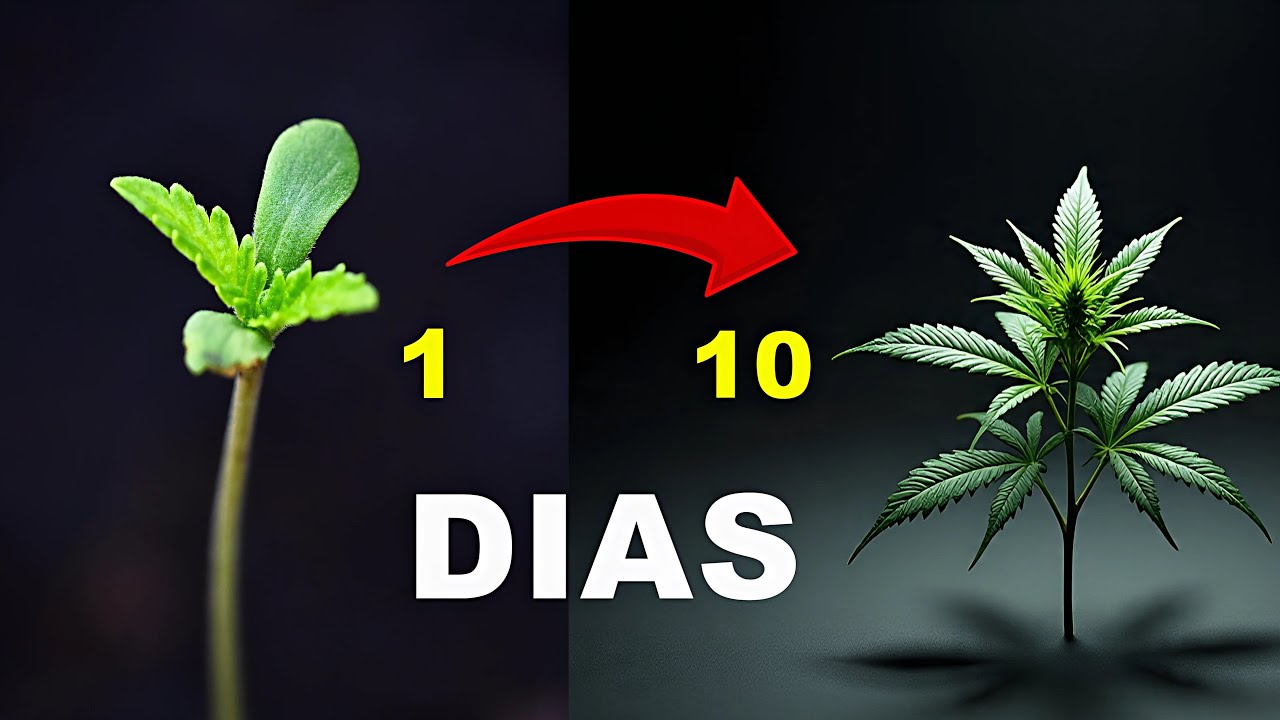 Como germinar semente de MACONHA CANNABIS prensado - como plantar maconha
