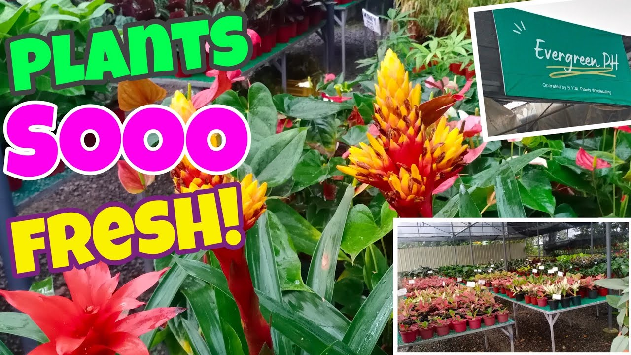 Agrikultura Distributor | Evergreen PH. #aglaonema #rubbertree #calathea #anthurium #gardentour
