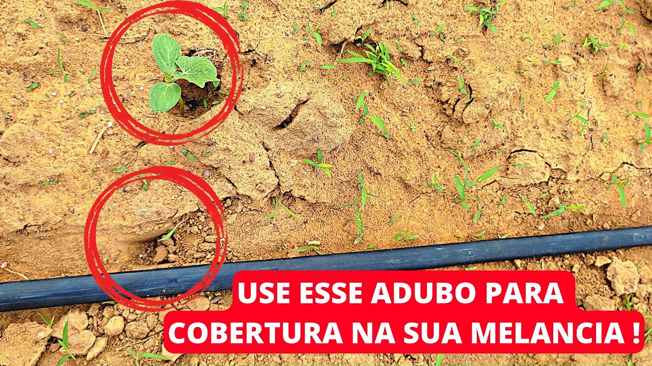 Use esse adubo na sua melancia para cobertura!!!