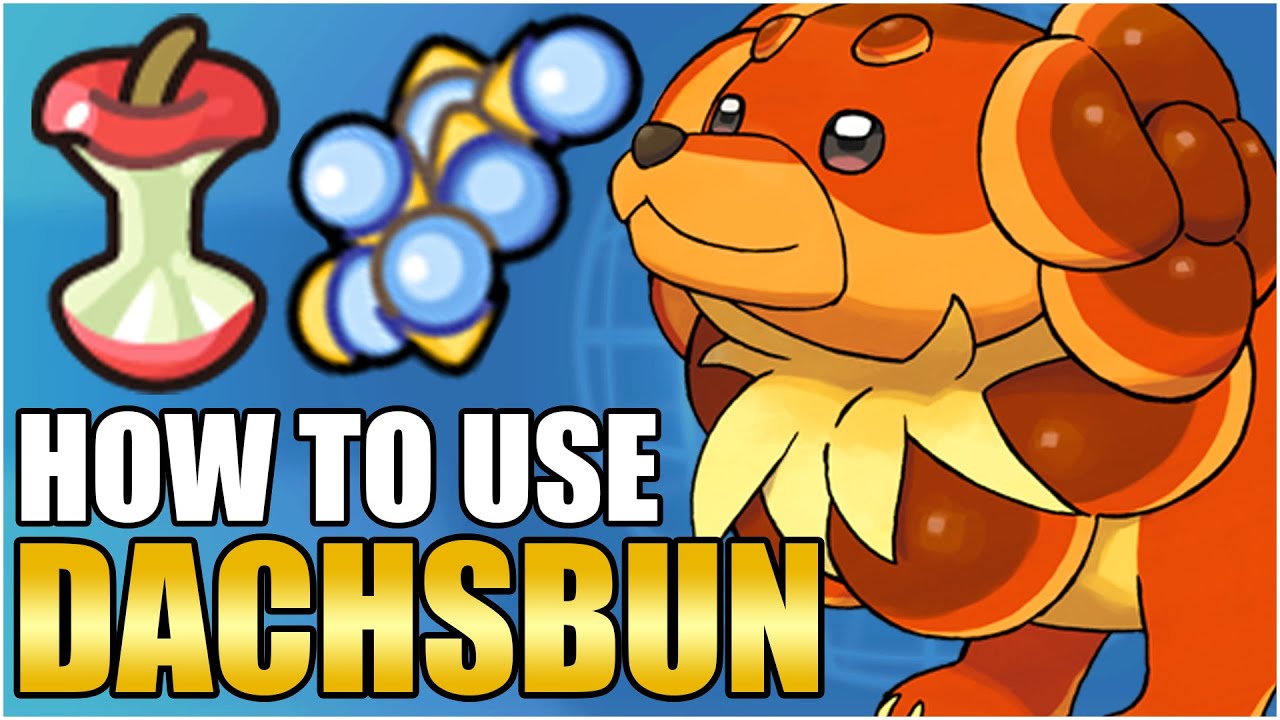 Лучший путеводитель по набору инструментов Dachsbun - Как использовать Dachsbun Competitive Well ...
