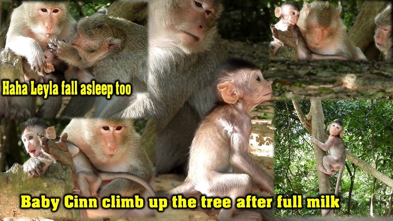 Poor baby monkey Cinn better recovery she can climb up tree so high after got full milk