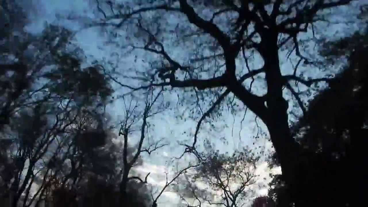 driving underneath tree lined road in germany