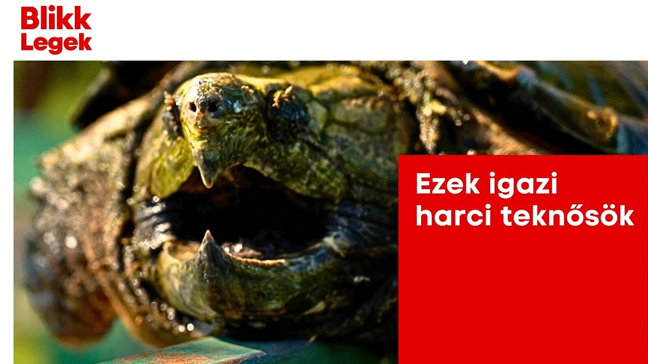 Még a legveszélyesebb teknősből is találtak már a Balatonban - teknősparkban jártunk - Blikk Legek