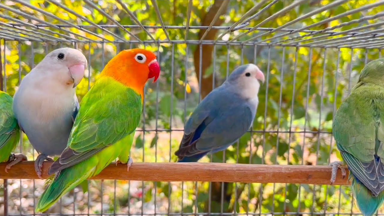 Lovebird Sounds | Sweet Sleep | Natural Song