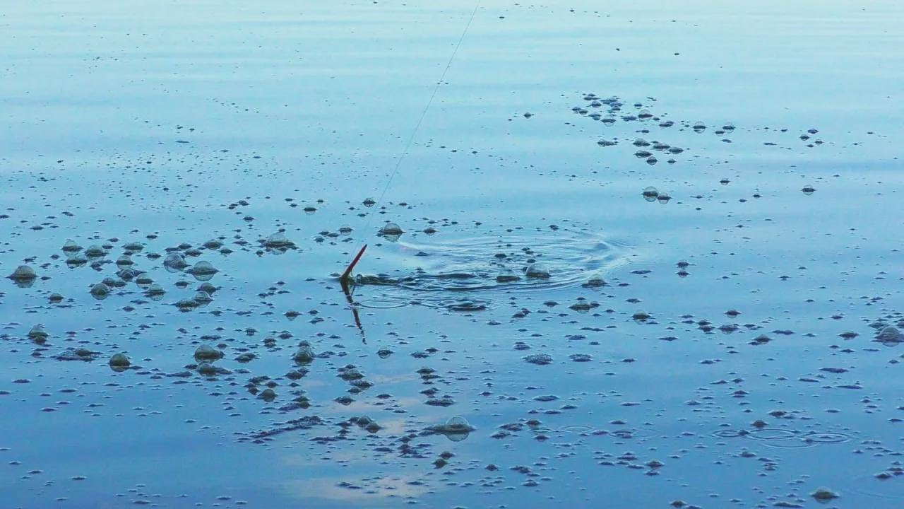¡Carpas enormes rompen cañas! Jamás había visto una mordida así!