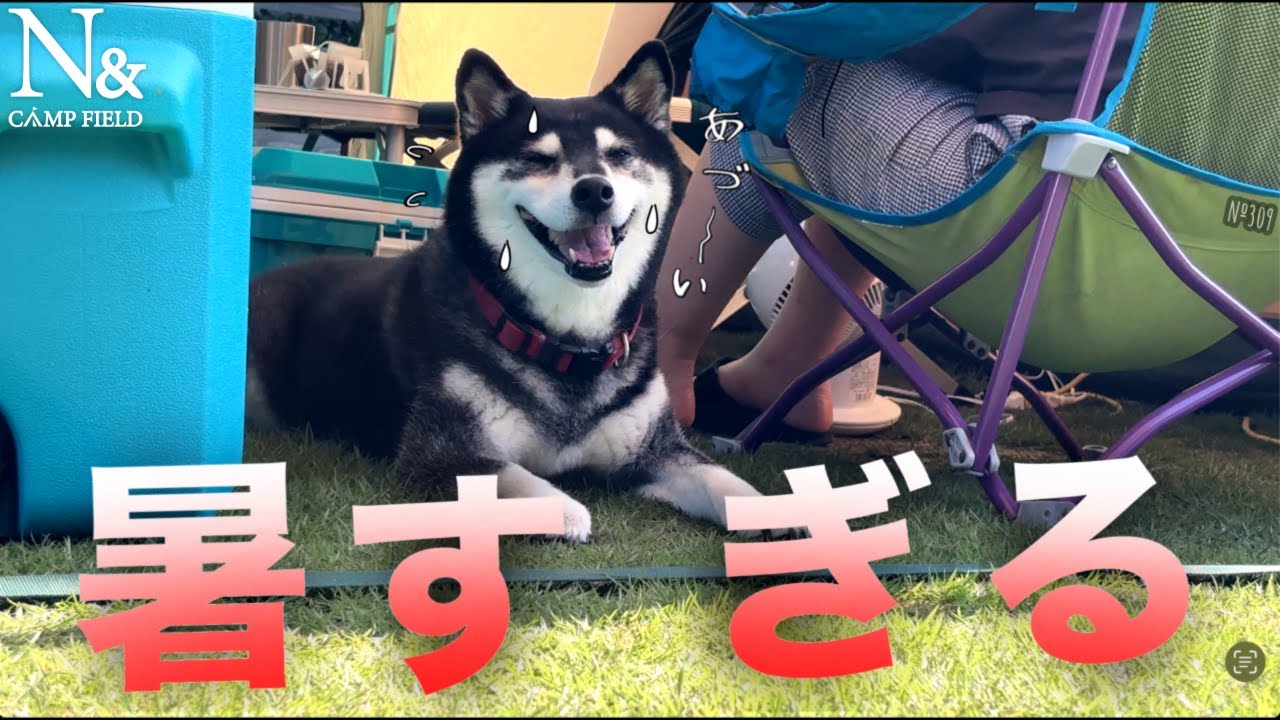 初キャンプで自然の厳しさを知る柴犬・・・この後とんでもない行動に出た【N＆CAMP FIELD】（№309）