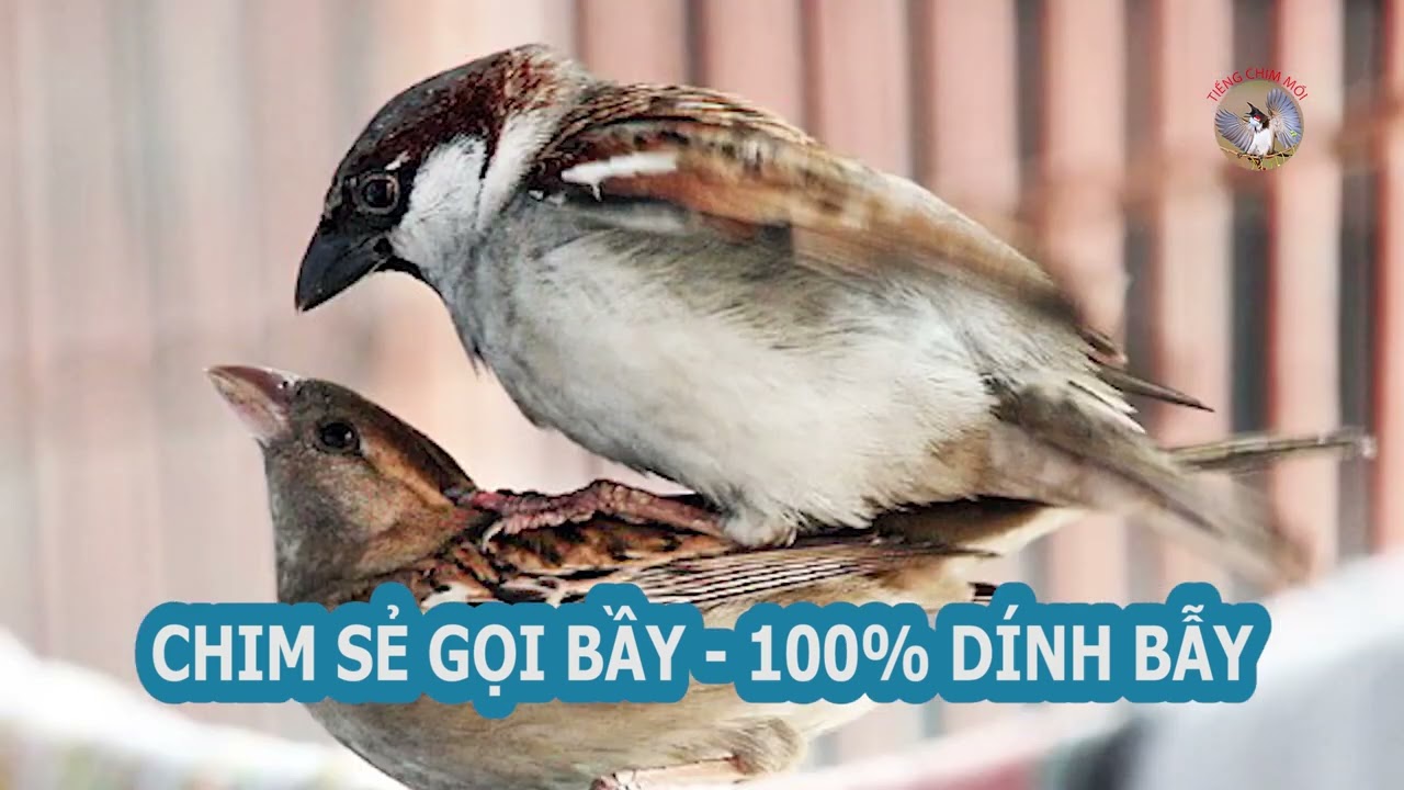CHIM SẺ GỌI BẦY  - 100% DÍNH BẪY. #bẫychim #chimse #chimsemoi #chimmoi