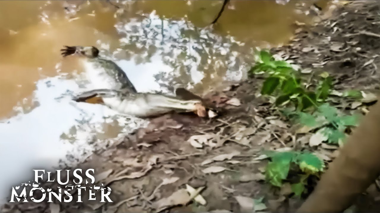 Unglaubliche Kraft: Zitteraal setzt Krokodil au&szlig;er Gefecht | Fluss Monster