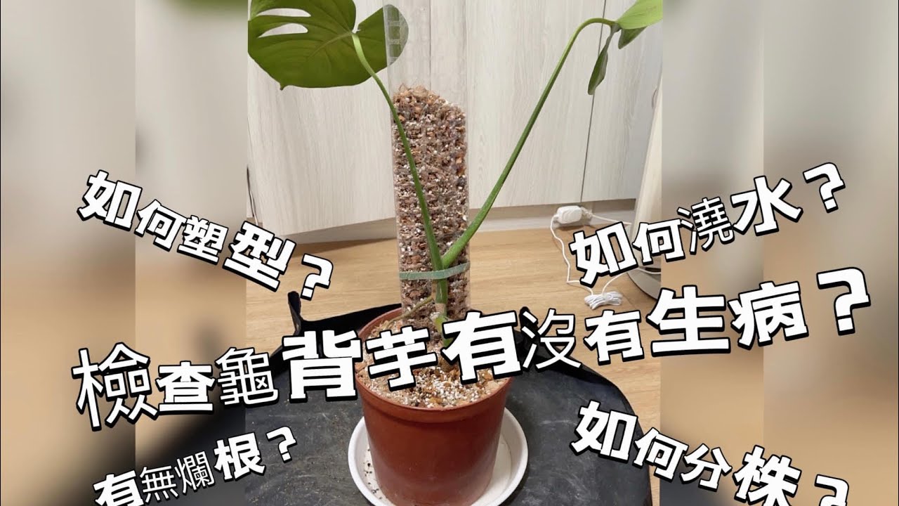 檢查龜背芋Monstera deliciosa有無生病|￼如何分株|根系如何|如何塑形|