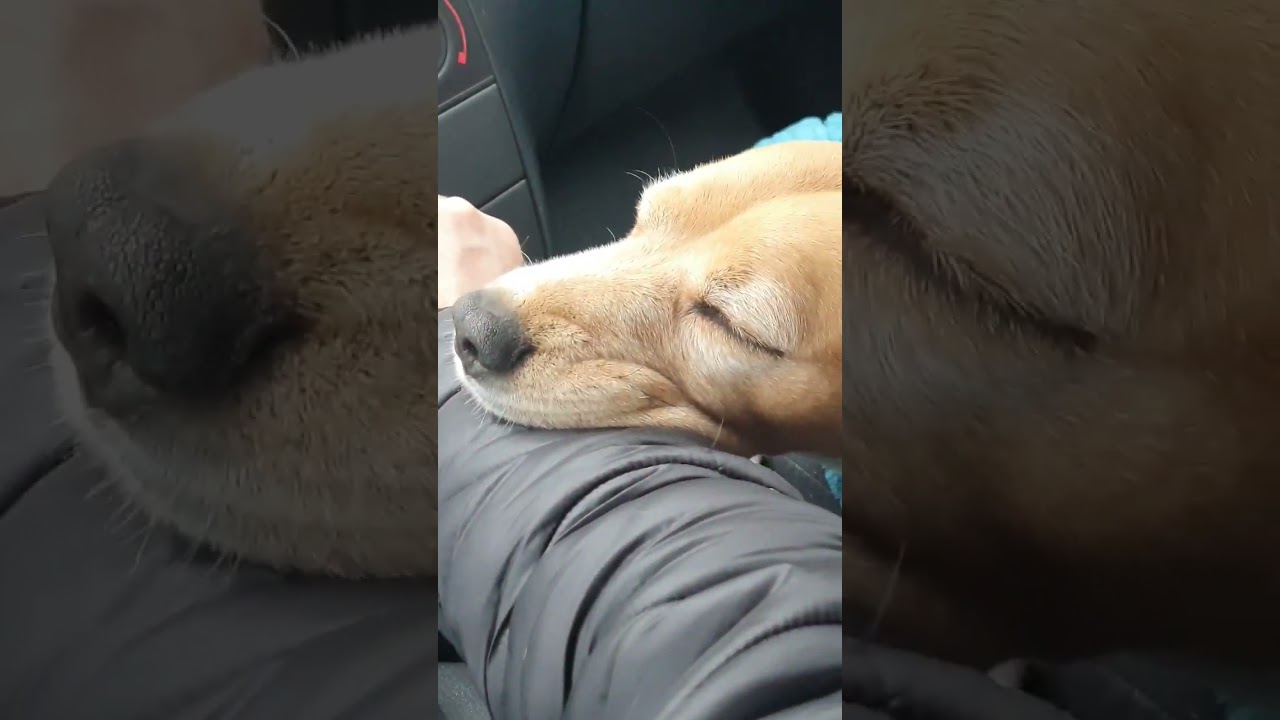 #beagle #love
