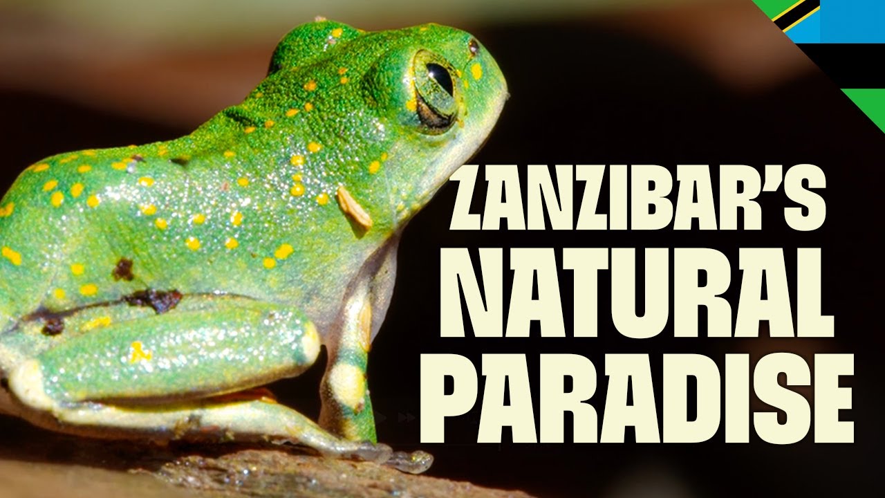 The Wild Heart of Zanzibar | FULL DOCUMENTARY | Destination Wild: Wild Islands | @Ultimate Nature Documentaries
