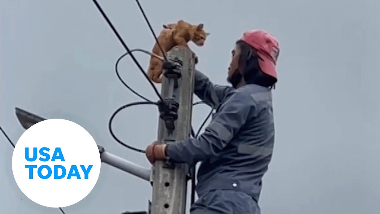 Cat gets stuck atop electricity pole | USA TODAY
