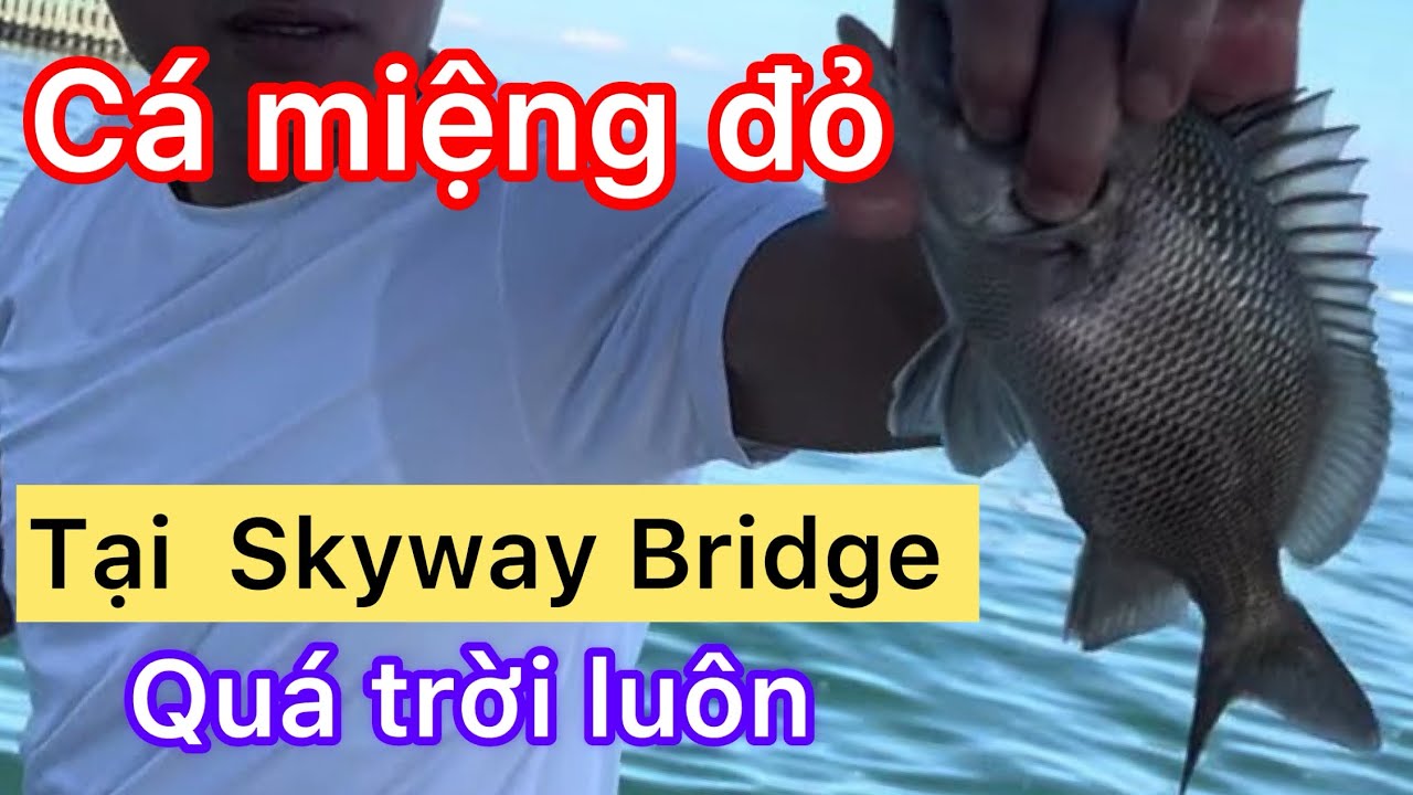 Đi câu cá gặp chuyện vui bất ngờ ,thu hoạch quá trời cá cùng với anh em từ Virginia tới thăm