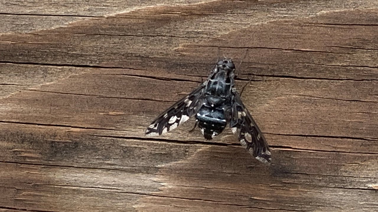 A vampire that preys on carpenter bees