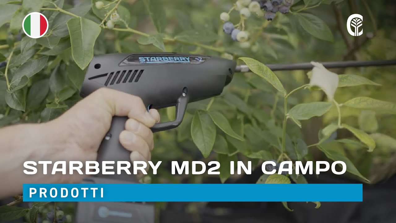 🇮🇹 Presentazione prodotti: CAMPAGNOLA STARBERRY MD2