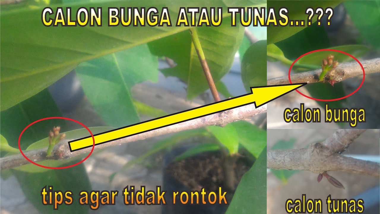 cara membedakan calon bunga/calon tunas jambu air & perawatan agar jadi buah