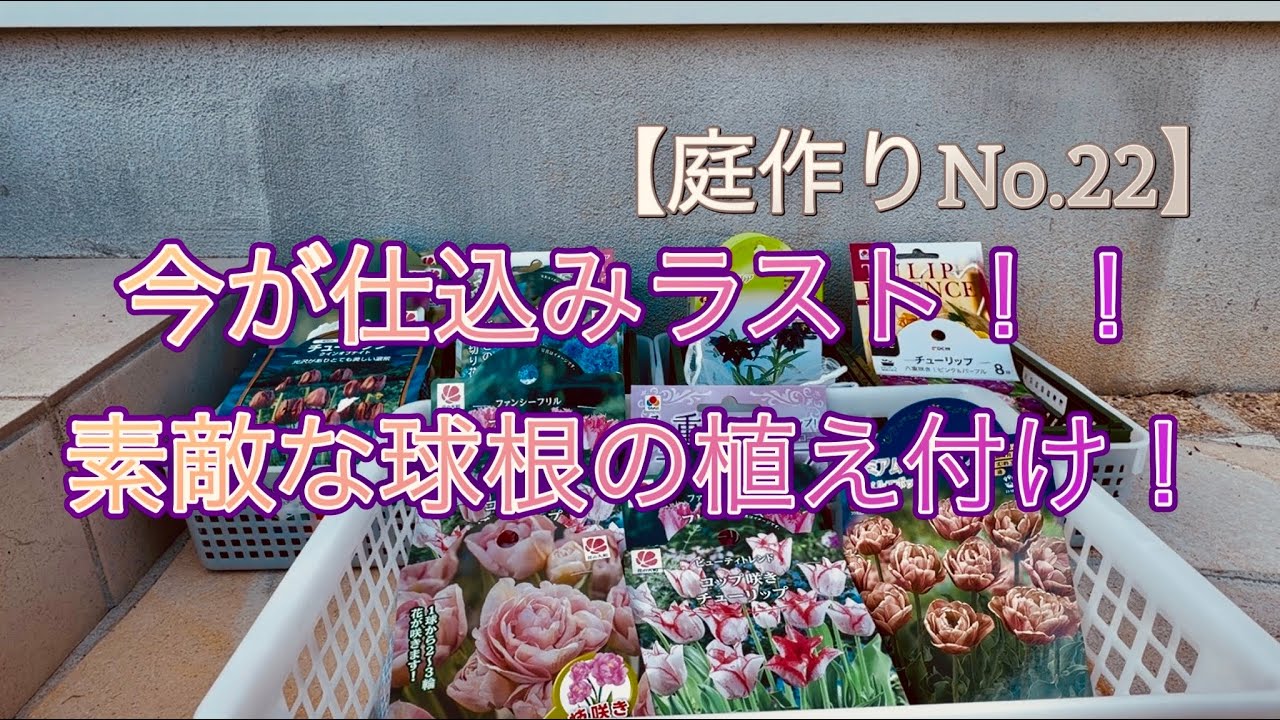 【庭づくりNo.23】仕込みは今がラスト！！まだ、間に合う！！素敵な球根の植え付け♫作業動画です！
