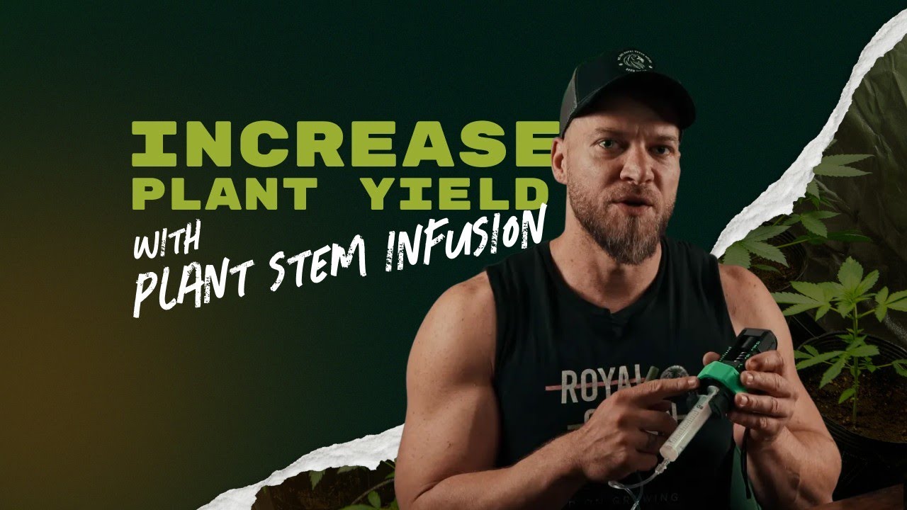 Increase plant yield with plant stem infusion (IV for your plants)