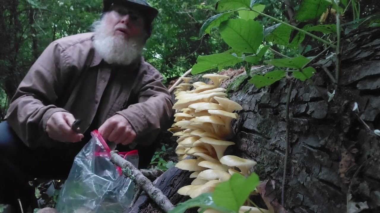 There they are! Harvesting Golden Oyster Mushrooms while hiding from Dogwalkers.