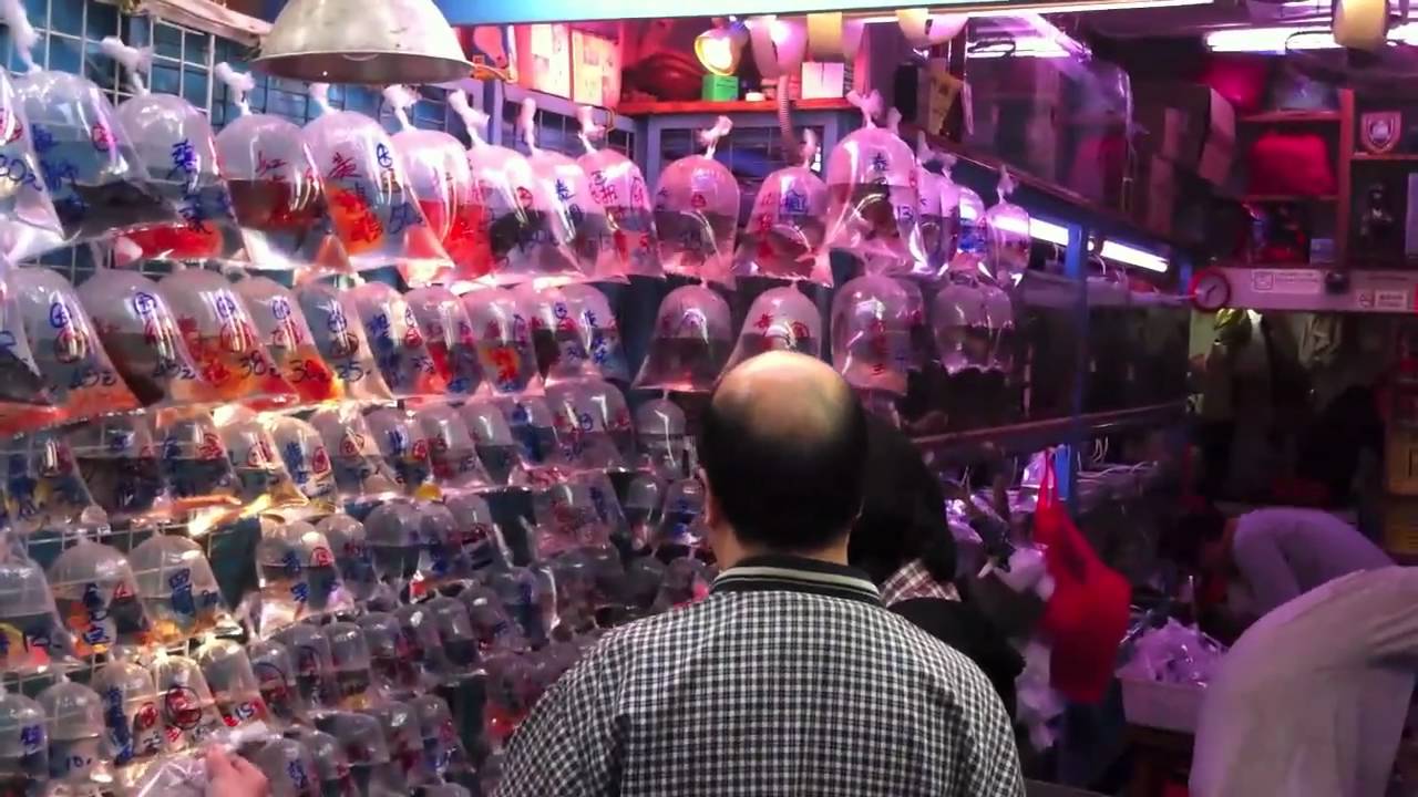 Tung Choi Street, Hong Kong (Goldfish Market)